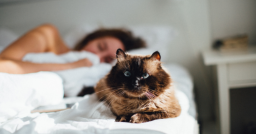 Почему котята предпочитают спать с женщинами, а не с мужчинами?