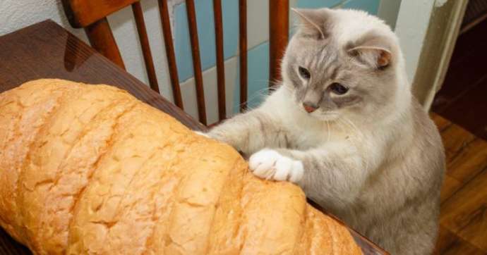 Котики, которые очень любят хлеб